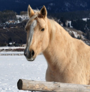  Horses deserve great care