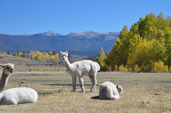 Llamas